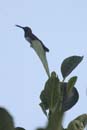 Colibri_Guyane_fr_PK40_Novembre_2005_OC51639