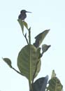 Colibri_Guyane_fr_PK40_Novembre_2005_OC51646