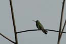 Colibri_Guyane_fr_Riviere_de_Kaw_Octobre_Novembre_2005_OC50094
