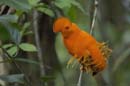 Coq_de_Roche_fr_Montagne_de_Kaw_Octobre_Novembre_2005_OC50451noiseninja