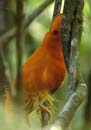 Coq_de_Roche_fr_Montagne_de_Kaw_Octobre_Novembre_2005_OC50454_filtered