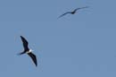 Fregate_superbe_fr_Estuaire_Riviere_de_Kaw_Octobre_Novembre_2005_OC58068
