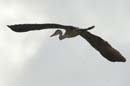 Heron_cocoi_Guyane_fr_Riviere_de_Kaw_Octobre_Novembre2005_OC51735