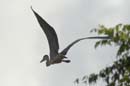 Heron_cocoi_Guyane_fr_Riviere_de_Kaw_Octobre_Novembre2005_OC51739