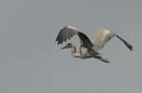 Heron_cocoi_Guyane_fr_Riviere_de_Kaw_Octobre_Novembre2005_OC51896