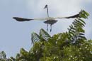 Heron_cocoi_Guyane_fr_Riviere_de_Kaw_Octobre_Novembre2005_OC51902