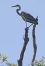 Heron_cocoi_Guyane_fr_Riviere_de_Kaw_Octobre_Novembre2005_OC52694