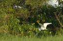 Grande_Aigrette_fr_Riviere_de_Kaw_Mai_2005_MI53132