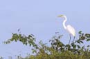 Grande_Aigrette_fr_Riviere_de_Kaw_Mai_2005_MI53141