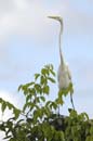 Grande_Aigrette_fr_Riviere_de_Kaw_Mai_2005_MI53428