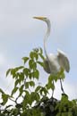 Grande_Aigrette_fr_Riviere_de_Kaw_Mai_2005_MI53429
