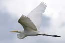Grande_Aigrette_fr_Riviere_de_Kaw_Mai_2005_MI53433