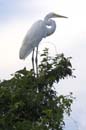 Grande_Aigrette_fr_Riviere_de_Kaw_Octobre_Novembre_2005_OC50152