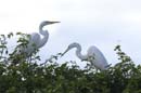 Grande_Aigrette_fr_Riviere_de_Kaw_Octobre_Novembre_2005_OC50176