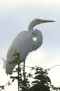 Grande_Aigrette_fr_Riviere_de_Kaw_Octobre_Novembre_2005_OC50234
