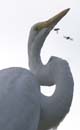 Grande_Aigrette_fr_Riviere_de_Kaw_Octobre_Novembre_2005_OC50242