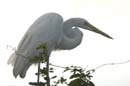 Grande_Aigrette_fr_Riviere_de_Kaw_Octobre_Novembre_2005_OC50246