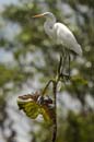 Grande_Aigrette_fr_Riviere_de_Kaw_Octobre_Novembre_2005_OC50940