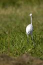 Grande_Aigrette_fr_Riviere_de_Kaw_Octobre_Novembre_2005_OC51086