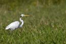 Grande_Aigrette_fr_Riviere_de_Kaw_Octobre_Novembre_2005_OC51087