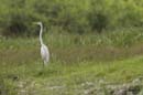 Grande_Aigrette_fr_Riviere_de_Kaw_Octobre_Novembre_2005_OC51918