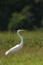 Grande_Aigrette_fr_Riviere_de_Kaw_Octobre_Novembre_2005_OC51920