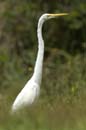Grande_Aigrette_fr_Riviere_de_Kaw_Octobre_Novembre_2005_OC51930