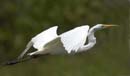 Grande_Aigrette_fr_Riviere_de_Kaw_Octobre_Novembre_2005_OC51933b