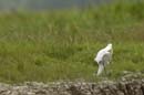 Grande_Aigrette_fr_Riviere_de_Kaw_Octobre_Novembre_2005_OC51954