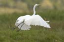 Grande_Aigrette_fr_Riviere_de_Kaw_Octobre_Novembre_2005_OC51956