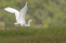 Grande_Aigrette_fr_Riviere_de_Kaw_Octobre_Novembre_2005_OC51958