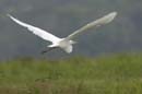 Grande_Aigrette_fr_Riviere_de_Kaw_Octobre_Novembre_2005_OC51963