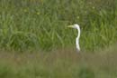 Grande_Aigrette_fr_Riviere_de_Kaw_Octobre_Novembre_2005_OC51964