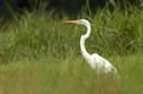 Grande_Aigrette_fr_Riviere_de_Kaw_Octobre_Novembre_2005_OC51971