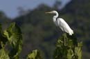 Grande_Aigrette_fr_Riviere_de_Kaw_Octobre_Novembre_2005_OC52081