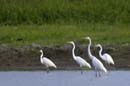 Grande_Aigrette_fr_Riviere_de_Kaw_Octobre_Novembre_2005_OC57168