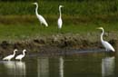 Grande_Aigrette_fr_Riviere_de_Kaw_Octobre_Novembre_2005_OC57169