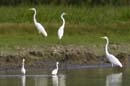 Grande_Aigrette_fr_Riviere_de_Kaw_Octobre_Novembre_2005_OC57171