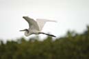 Grande_Aigrette_fr_Riviere_de_Kaw_Octobre_Novembre_2005_OC58345