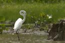 Grande_Aigrette_fr_Riviere_de_Kaw_Octobre_Novembre_2005_OC59988