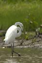 Grande_Aigrette_fr_Riviere_de_Kaw_Octobre_Novembre_2005_OC59989