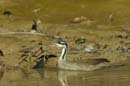 Grebifoulque_d_amerique_Guyane_Fr_Riviere_de_Kaw_Novembre2005_OC52543