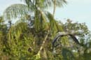 Heron_cocoi_Guyane_fr_Riviere_de_Kaw_Mai2005_MI53113