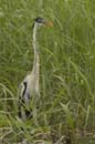Heron_cocoi_Guyane_fr_Riviere_de_Kaw_Mai2005_MI53419