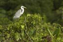 Heron_cocoi_Guyane_fr_Riviere_de_Kaw_Octobre_Novembre2005_OC50681