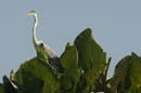 Heron_cocoi_Guyane_fr_Riviere_de_Kaw_Octobre_Novembre2005_OC52512