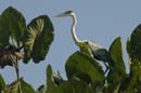 Heron_cocoi_Guyane_fr_Riviere_de_Kaw_Octobre_Novembre2005_OC52515