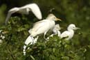 Heron_garde_boeuf_Guyane_fr_Riviere_de_Kaw_Novembre2005_OC51775