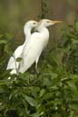 Heron_garde_boeuf_Guyane_fr_Riviere_de_Kaw_Novembre2005_OC51780