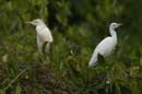 Heron_garde_boeuf_Guyane_fr_Riviere_de_Kaw_Novembre2005_OC51795